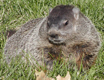 Groundhog